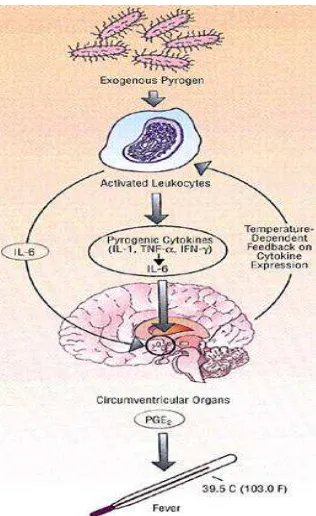 Gambar 2.1. Patogenesis Demam� ������� ���� ���������� �������������������������������������������������������
