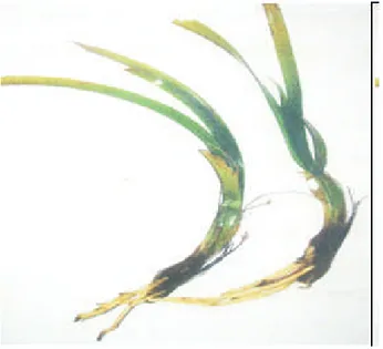 Gambar 7. Halodule pinifolia
