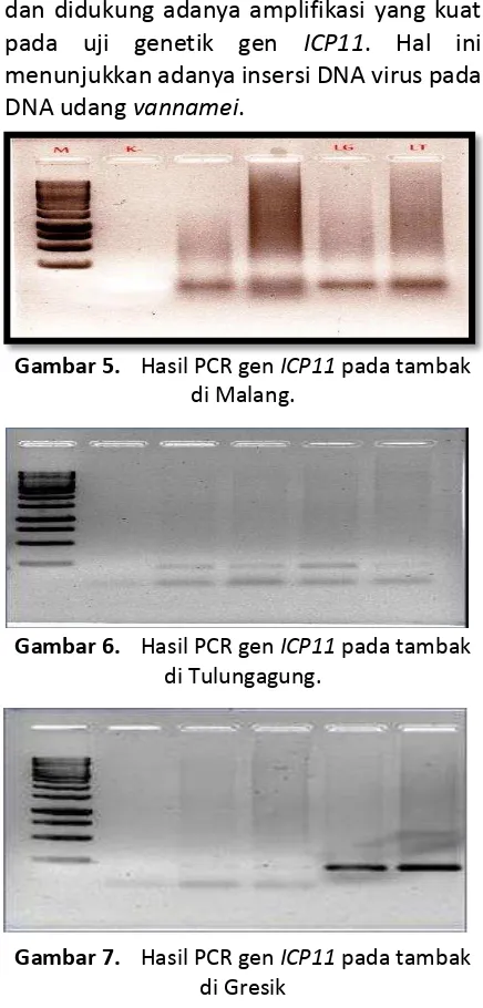 Gambar 7. Hasil PCR gen ICP11 pada tambak di Gresik 