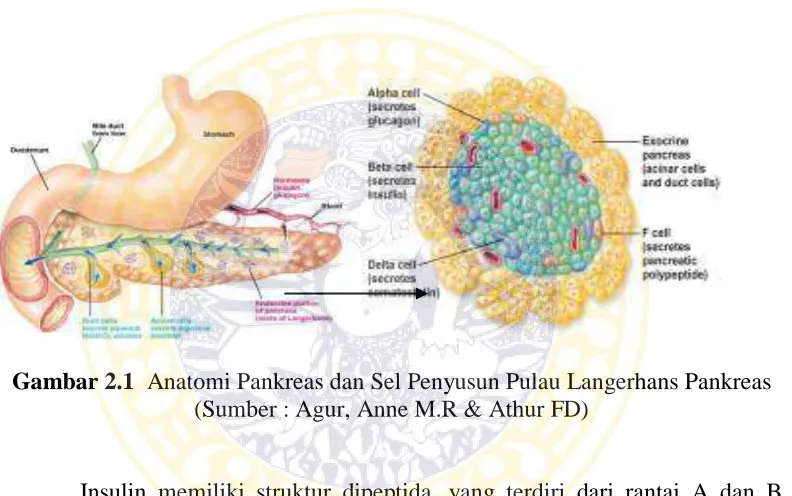 Gambar 2.1  Anatomi Pankreas dan Sel Penyusun Pulau Langerhans Pankreas  (Sumber : Agur, Anne M.R & Athur FD) 