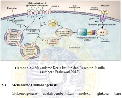 Gambar 2.2 Mekanisme Kerja Insulin dan Reseptor  Insulin (sumber : Prabawati,2012) 