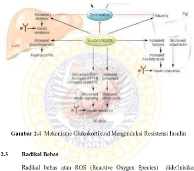 Gambar 2.4  Mekanisme Glukokortikoid Menginduksi Resistensi Insulin  