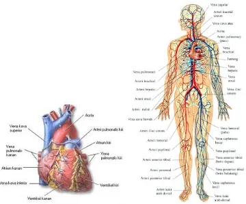 Gambar : Sistem kardiovaskuler