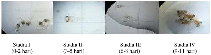 Gambar 3. Perkembangan Stadia pada Metode 1  