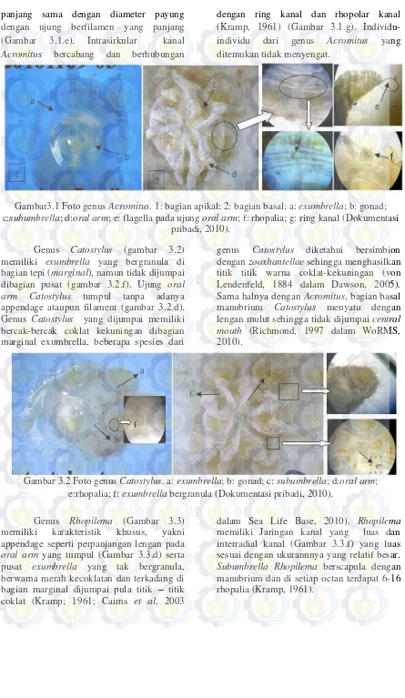 Gambar 3.2 Foto genus Catostylus. a: exumbrella; b: gonad; c: subumbrella; d:oral arm; 