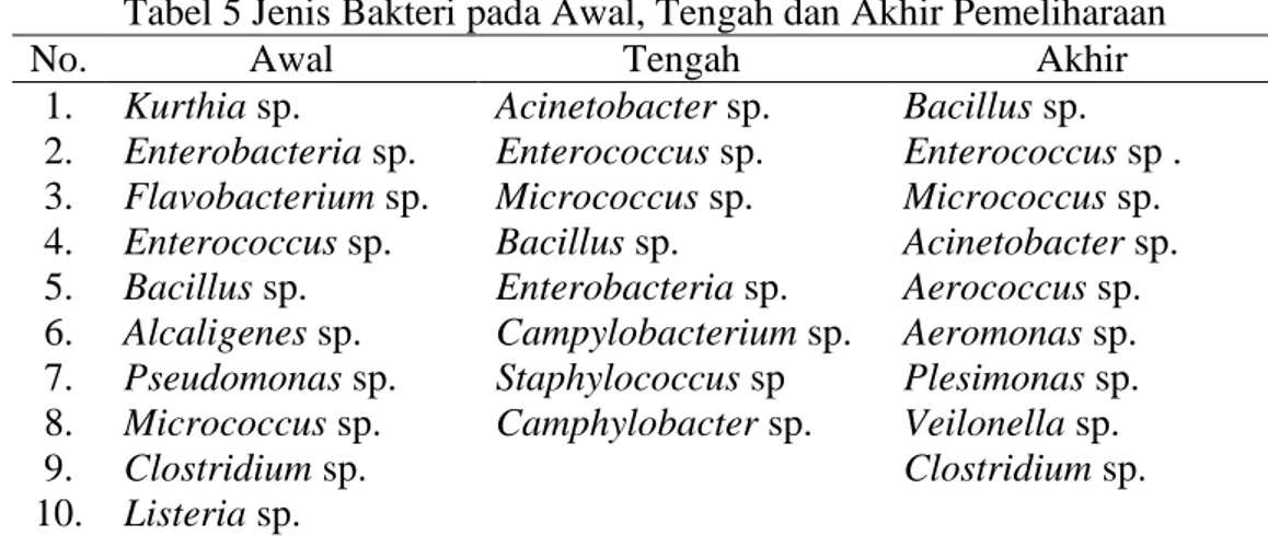 Tabel 5 Jenis Bakteri pada Awal, Tengah dan Akhir Pemeliharaan 