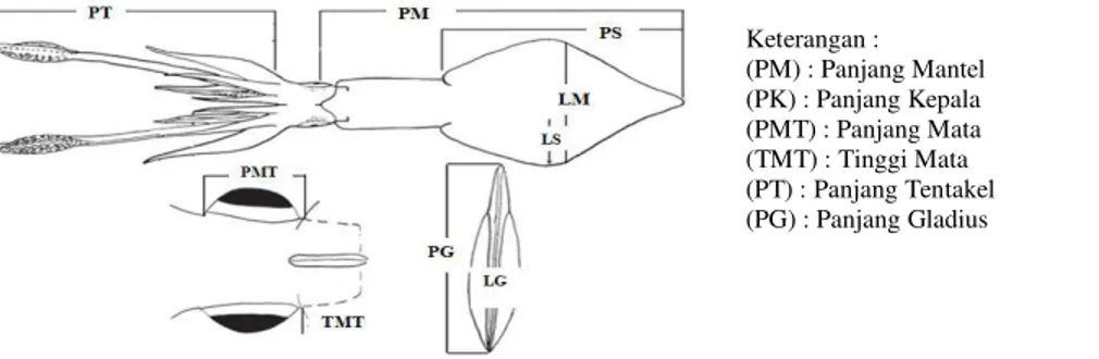 Gambar 1. Pengukuran Morfometri Cumi ± Cumi (Nuzapril, et.al, 2013) 