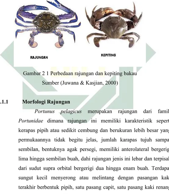 Gambar 2 1 Perbedaan rajungan dan kepiting bakau Sumber (Juwana &amp; Kasjian, 2000)