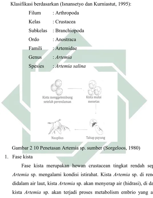 Gambar 2 10 Penetasan Artemia sp. sumber (Sorgeloos, 1980) 1. Fase kista