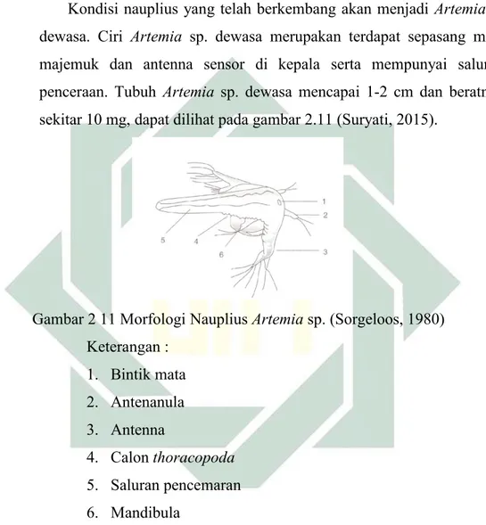 Gambar 2 11 Morfologi Nauplius Artemia sp. (Sorgeloos, 1980) Keterangan : 1. Bintik mata 2