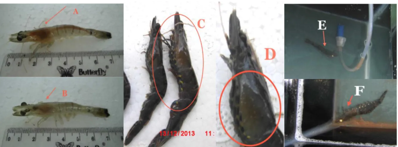 Gambar 1. Perubahan morfologi dan tingkah laku udang windu pasca infeksi WSSV. 