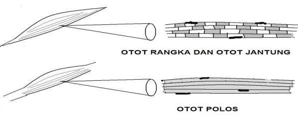 Gambar 9 Jaringan otot  