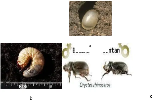 Gambar 2.7: Keterangan Gambar: a. Telur, b. Larva/uret, c. Imago15 