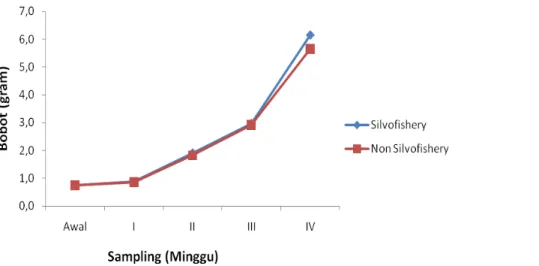 Gambar  3.  Grafik  rerata  bobot  ikan  bandeng  (Chanos  chanos  Forskall)  pada  tambak  sistem  silvofishery  dan  non  silvofishery