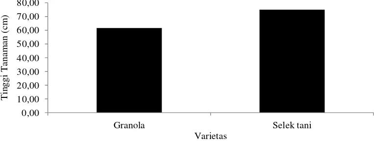 Tabel 1. Rataan tinggi tanaman pada umur 9 MST (cm) pada berbagai perlakuan varietas dan giberelin 