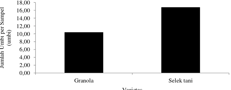 Tabel 4. Rataan Jumlah umbi per sampel (umbi) pada berbagai perlakuan varietas dan giberelin 