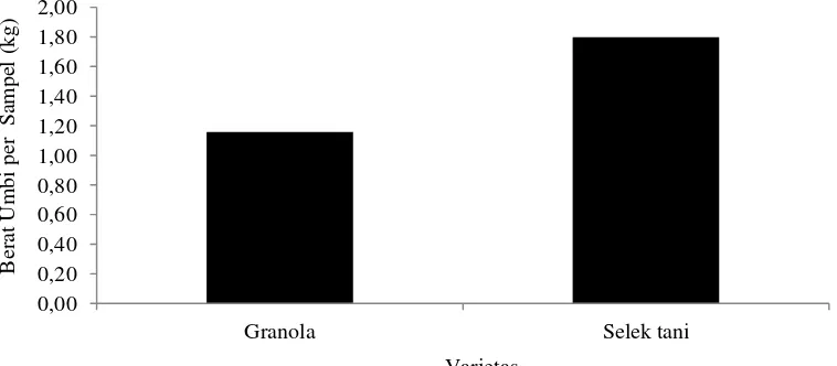 Tabel 5. Rataan Berat umbi per sampel (kg) pada berbagai perlakuan varietas dan giberelin