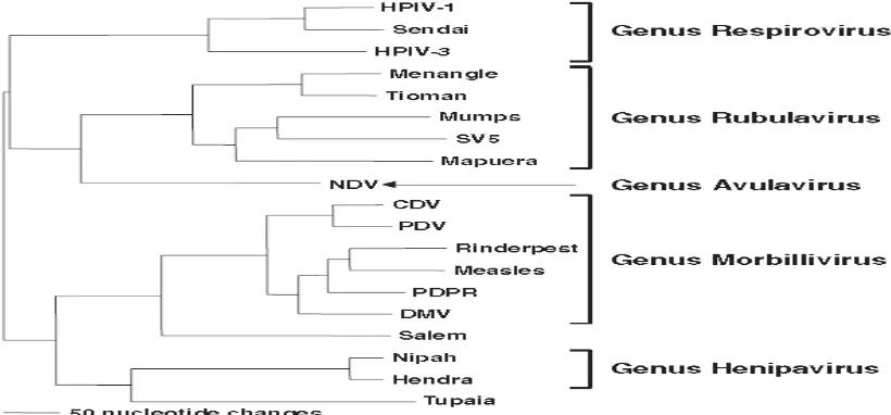 Gambar 1. Pohon filogenetik membandingkan virus Nipah dan Hendra dalam