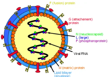 Gambar 2. Struktur dari henipavirus (Bonaparte et al. 2005)