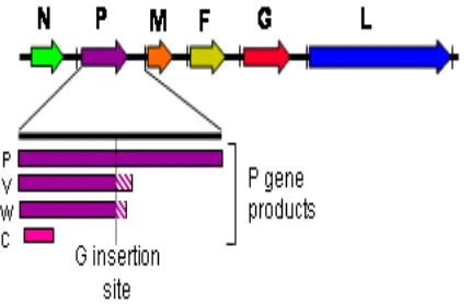 Gambar 3. Genom henipavirus (3’-5’ orientasi) dan produk dari gen P (Wang et al. 2001)