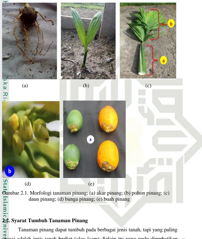 Gambar 2.1. Morfologi tanaman pinang; (a) akar pinang; (b) pohon pinang; (c)           daun pinang; (d) bunga pinang; (e) buah pinang 