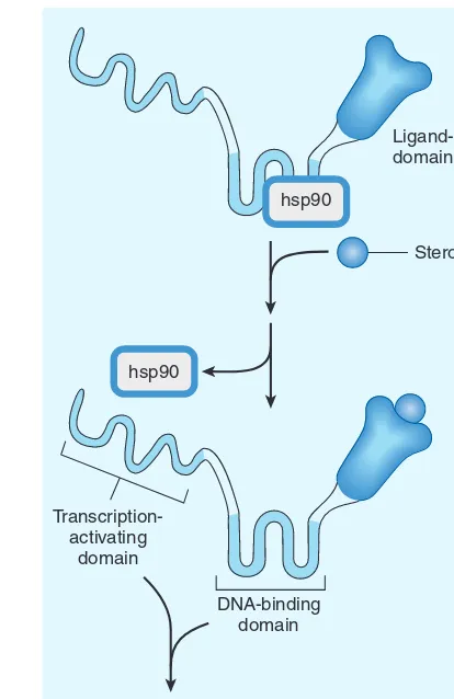 Figure 2–6 schematically depicts the molecular mechanism of 