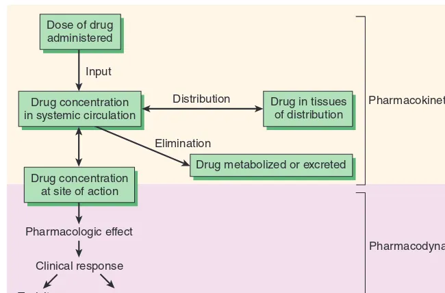 FIGURE 3–1 The relationship between dose and effect can be separated into pharmacokinetic (dose-concentration) and pharmacody-namic (concentration-effect) components