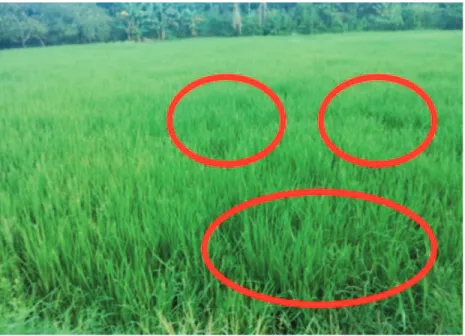 Gambar 1. Gejala pertanaman padi yang terinfeksi nematoda puru akar di Kabupaten Wajo, Sulawesi Selatan; lingkaran merah merupakan gejala spot-spot akibat pertumbuhan tanaman tidak merata