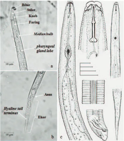 Gambar 3. Morfologi Meloidogyne graminicola juvenil 2 dari akar tanaman padi asal Wajo, Sulawesi Selatan dengan perbesaran mikroskop 1000× [(a) bagian anterior; (b) bagian posterior; (c) karakter morfologi M