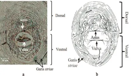 Gambar 4. Pola perineal Meloidogyne graminicola [(a) isolat asal Wajo, Sulawesi Selatan dengan perbesaran 400×;  (b) sketsa pola perineal M