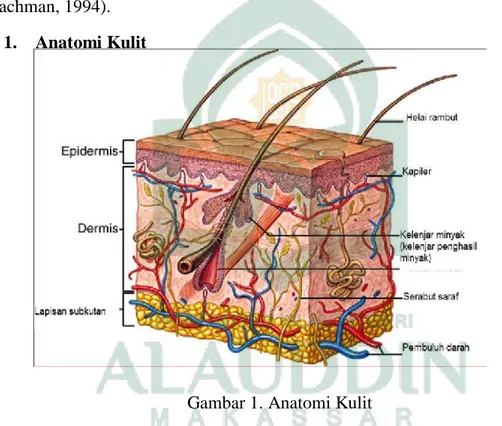 Gambar 1. Anatomi Kulit 
