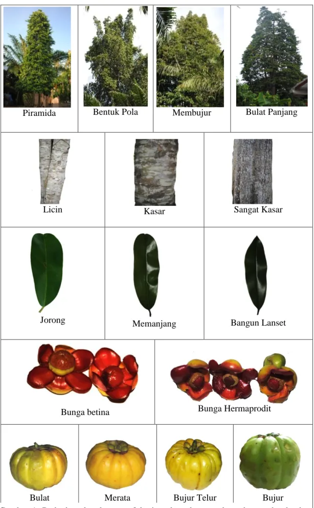 Gambar  1.  Perbedaan  karakter  morfologis  pohon,  batang,  daun,  bunga  dan  buah  asam  gelugur  di  Kabupaten  Asahan  dan  Kabupaten  Batubara  di  Sumatera Utara 