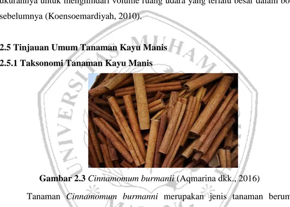 Gambar 2.3 Cinnamomum burmanii (Aqmarina dkk., 2016)