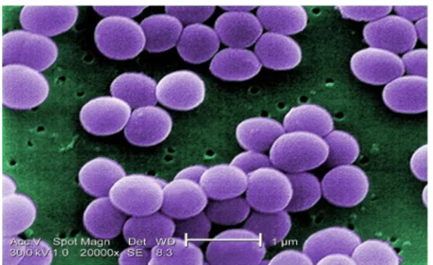 Gambar 2.2 Staphylococcus aureus (wikipedia., 2019) 