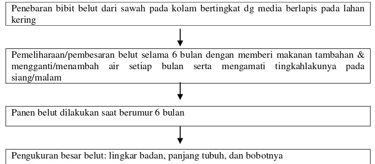 Gambar 3 : Diagram Alir Proses Budidaya Belut Pada Kolam Bertingkat 2 oleh Kel.Tani Mulyo 