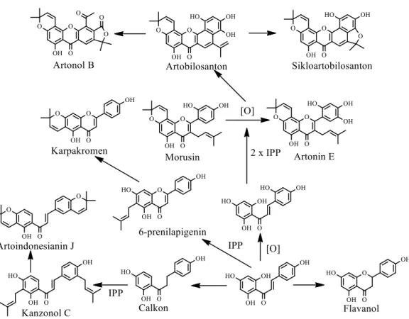 Gambar 2.3 Jalur biogenesis pembentukan senyawa-senyawa flavonoid dalam  genus Artocarpus 