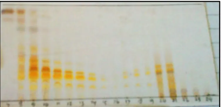 Gambar 4.3 Kromatogram KLT hasil pemisahan KCV I dielusi dengan  metanol : metilen klorida (1:19) v/v 