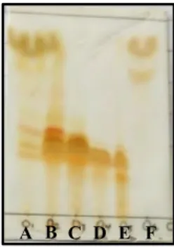 Gambar 4.6 Kromatogram KLT fraksi gabungan KCV II yang dielusi  dengan metanol: metilen klorida (1:19) v/v  