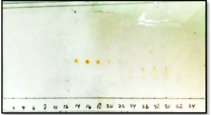 Gambar 4.10 Kromatogram KLT hasil pemisahan KKG yang dielusi  dengan metanol : metilen klorida  (1:19) v/v 