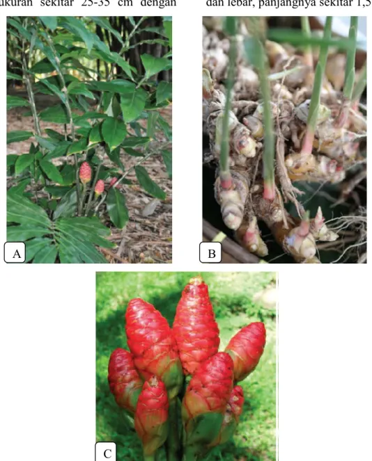 Gambar  2. Zingiber zerumbet A. daun; B. Rhizoma; C. Pembungaan  (Yob et al. 2011).  Daun  tersusun  secara  bergantian 