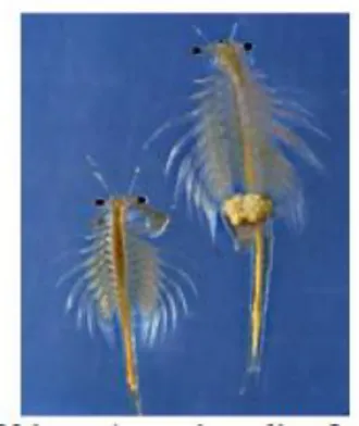 Gambar 2 Larva udang A. salina L  Sumber : Meyer, dkk 2010 