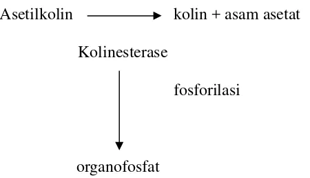 Gambar 2.1 Reaksi pengikatan kolinesterase dengan organofosfat.