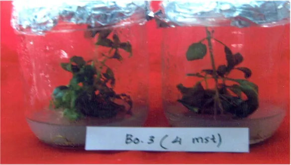Figure 1.    Shoots of ocimum  obtained from liquid medium enriched with 0.3 mg/l BA. 