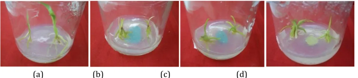 Gambar  1 .  Pertumbuhan  anggrek  Grammatophyllum  yang  ditanam  pada  medium  dengan  penambahan  berbagai  konsentrasi  paclobutrazol  (a)  0  mg/l  sebagai  kontrol,  (b)  1  mg/l,  (c)  3  mg/l,  dan  (d)  5  mg/l  setelah tiga bulan