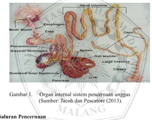 Gambar 1.  Organ internal sistem pencernaan unggas   (Sumber: Jacob dan Pescatore (2013)