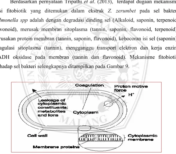 Gambar 9. Mekanisme Aksi fitobiotik terhadap sel bakteri (Tripathi et al., 2013) 