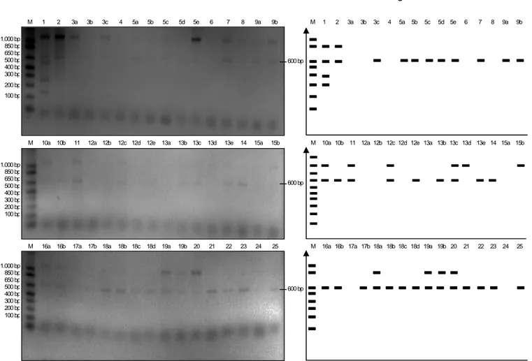 Gambar 4. Analisis PCR dari tunas putatif transforman. 1-25 = tunas putatif transforman, M = 1 kb ladder (invitrogen)