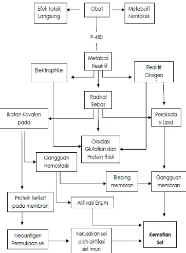 Gambar 8.  Patofisiologi obat menyebabkan kerusakan sel hati (Rosalina,2012) 
