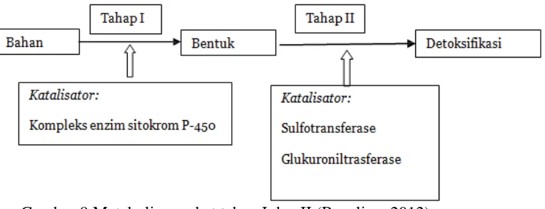 Gambar 9 Metabolisme obat tahap I dan II (Rosalina, 2012). 