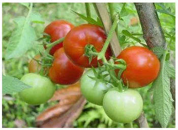 Gambar 2.1 Tomat Porselin (Solanumlycopersicum (L.) Commune)2